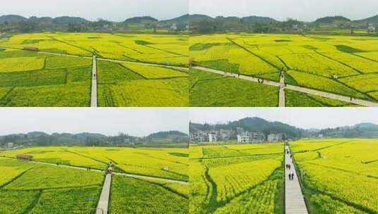 航拍油菜花海及游客漫步场景高清在线视频素材下载