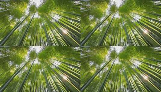 清明谷雨竹林绿色植物自然风景清新高清在线视频素材下载