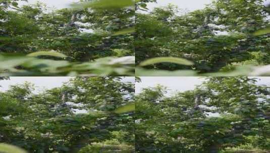 树上的黑布林高清在线视频素材下载