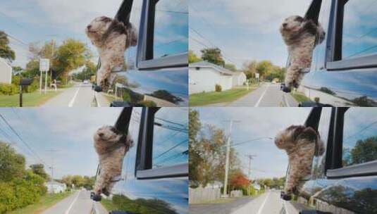 小狗探出车窗高清在线视频素材下载