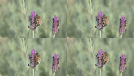 蜂蜜在花朵上授粉高清在线视频素材下载