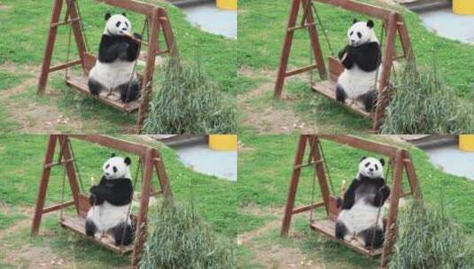 4K边荡秋千边吃竹笋的国宝大熊猫太可爱了高清在线视频素材下载