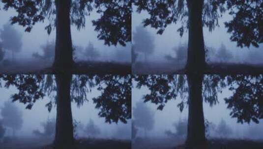 雾气弥漫的树林高清在线视频素材下载