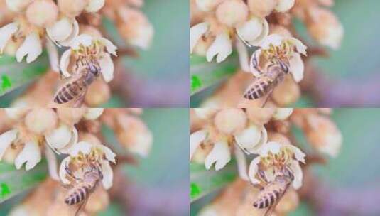 蜜蜂采集枇杷花高清在线视频素材下载