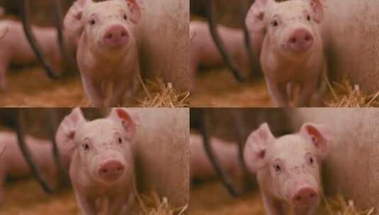 养猪场的小猪高清在线视频素材下载