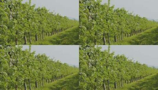 农场中绿色的果树高清在线视频素材下载