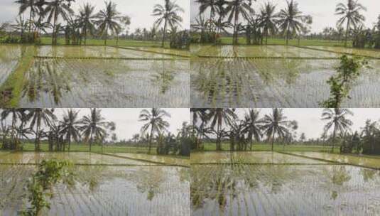 被洪水淹没的稻田高清在线视频素材下载
