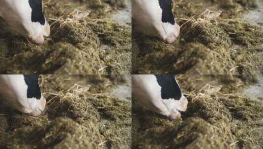 奶牛在农场谷仓吃干草高清在线视频素材下载