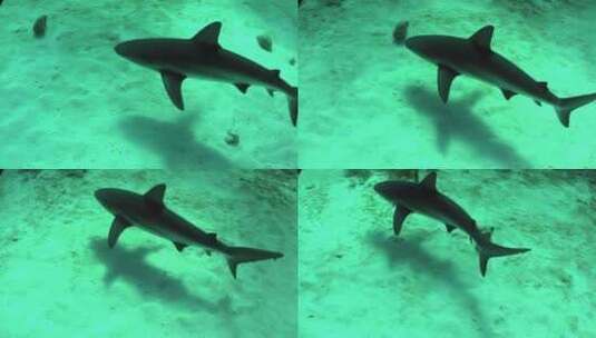 在水下游泳的鲨鱼高清在线视频素材下载