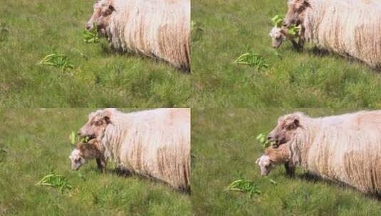 吃草的长毛绵羊高清在线视频素材下载
