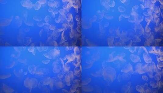 水族馆的水母高清在线视频素材下载