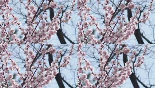 春天盛开的山桃花高清在线视频素材下载