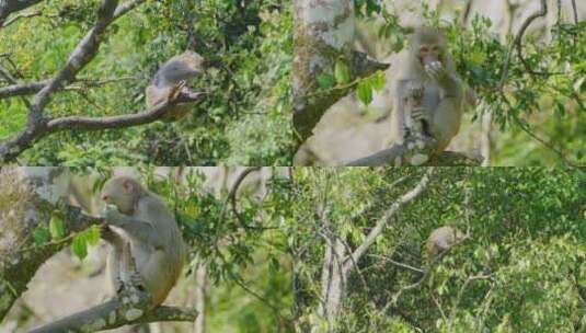 高黎贡山野生猴子高清在线视频素材下载