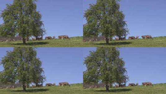 河北坝上草原牧场吃草的牛群高清在线视频素材下载