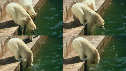 北极熊在动物园里吃东西高清在线视频素材下载