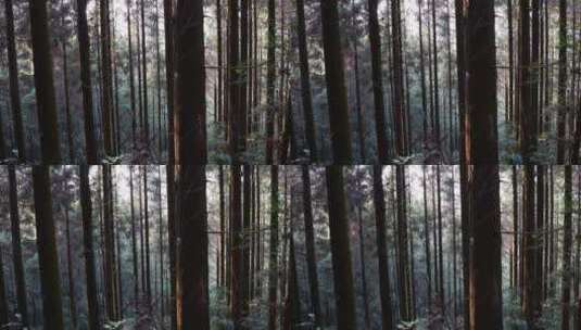 树木 森林 树木阳光高清在线视频素材下载