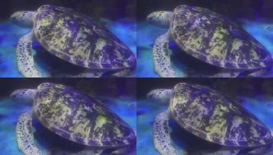 海洋馆大海龟海洋生物高清在线视频素材下载