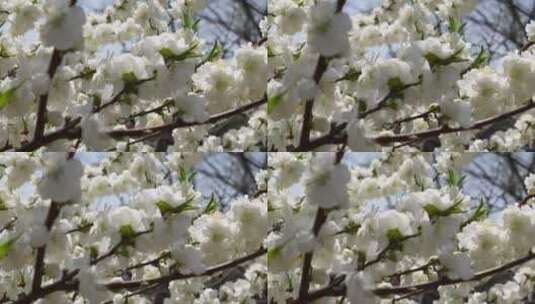 【镜头合集】白色花朵花瓣桃花梅花高清在线视频素材下载