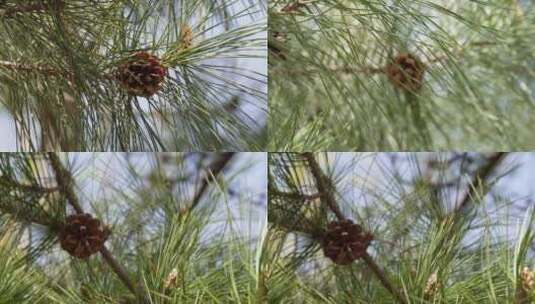 【镜头合集】植物松果松塔松针松叶高清在线视频素材下载