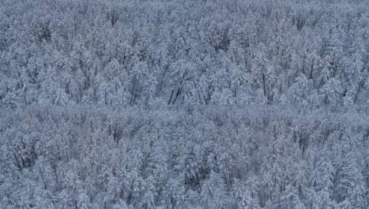 航拍大兴安岭雪后的松林雾凇高清在线视频素材下载