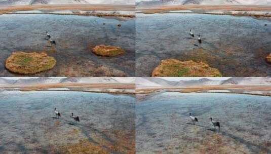 西藏日喀则珠峰自然保护区定结湿地黑颈鹤高清在线视频素材下载