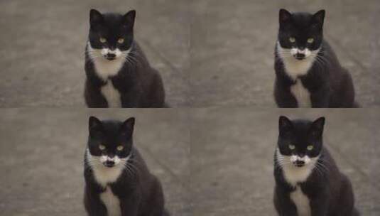 猫咪黑猫高清在线视频素材下载