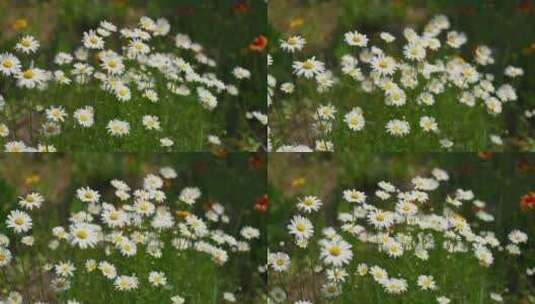 4K花草植物素材——大滨菊高清在线视频素材下载