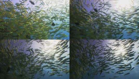 鱼群 海洋 一群鱼高清在线视频素材下载