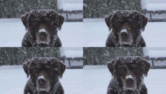 雪地里面的下雪中黑狗看向镜头高清在线视频素材下载