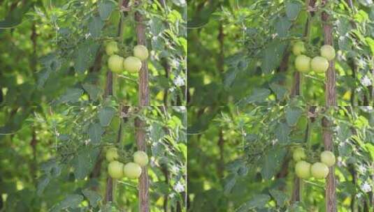 未成熟的西红柿高清在线视频素材下载