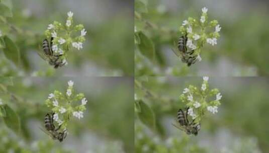 蜜蜂在给花朵授粉高清在线视频素材下载