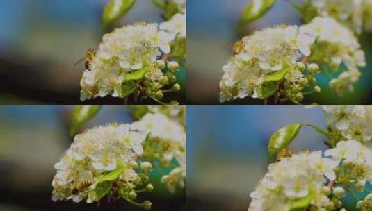 春天里的蜜蜂和白䔧花高清在线视频素材下载
