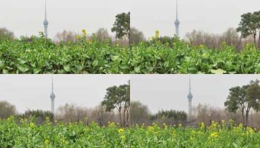 高清航拍春天油菜花城市边田野空镜定鼎门高清在线视频素材下载