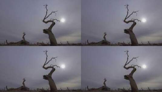 内蒙沙漠中的怪树林 单棵枯树 光线延时高清在线视频素材下载
