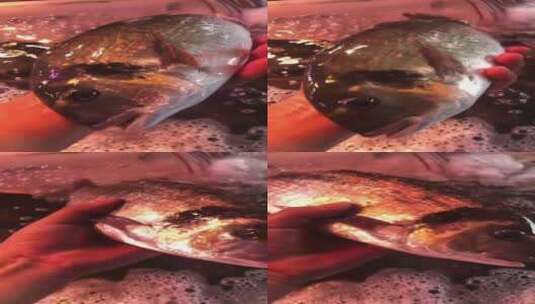野生海鱼金头鲷实拍高清在线视频素材下载