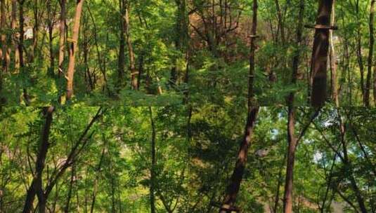 现代林业，成片的漆树林高清在线视频素材下载