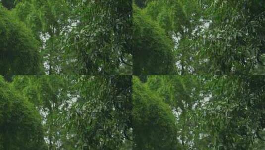 大雨中的树枝随风摇摆高清在线视频素材下载