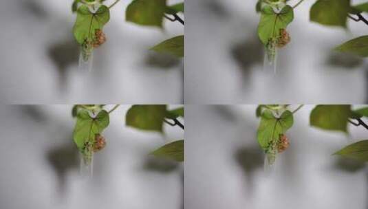 金蝉在树叶上脱壳蜕变高清在线视频素材下载