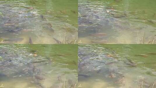 鱼儿在水中欢快的畅游高清在线视频素材下载