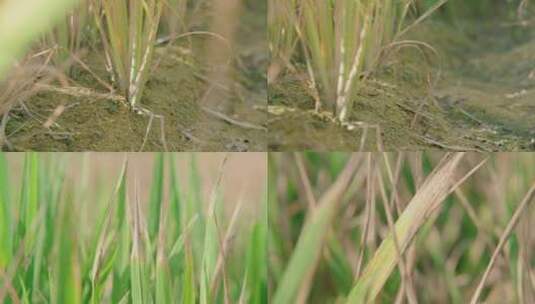 干枯的水稻高清在线视频素材下载