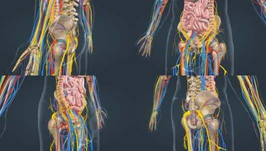 医学人体三维骨骼动画运动系统人骨骨架高清在线视频素材下载