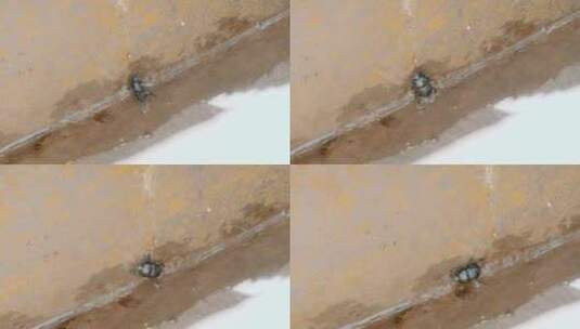 昆虫视频落入水沟拼命逃脱的甲虫高清在线视频素材下载