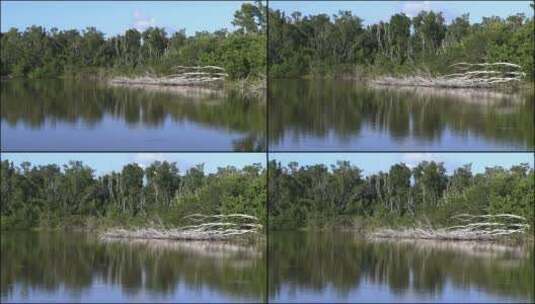 沼泽地池塘放大的树林景观高清在线视频素材下载