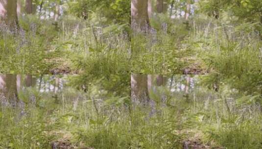 乡村生长蓝铃和蕨类植物景观高清在线视频素材下载