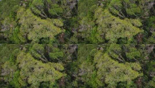 无人机航拍山间树林高清在线视频素材下载