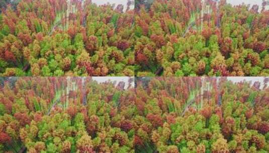 杭州临安青山湖水上森林公园高清在线视频素材下载
