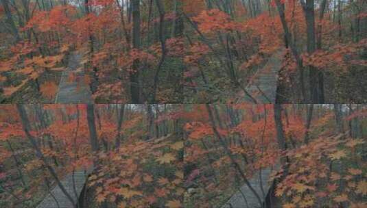 树林间的红色枫叶高清在线视频素材下载