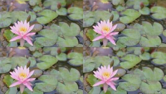 池塘里小雨中的粉色睡莲高清在线视频素材下载