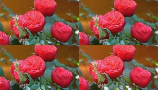 红色的玫瑰高清在线视频素材下载