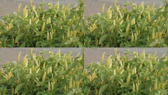 盆栽的辣椒30高清在线视频素材下载